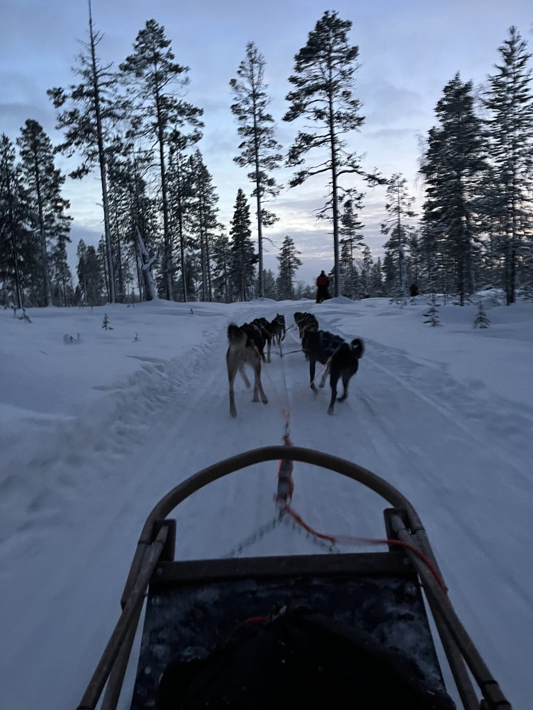 back view of husky ride. Santa's Lapland Santa's Magic