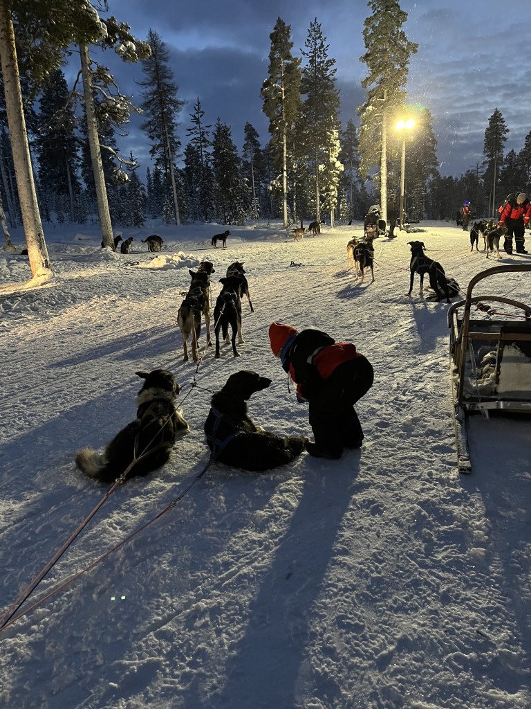 Saying thank you to the husky dogs at Santa’s Lapland Santa’s Magic