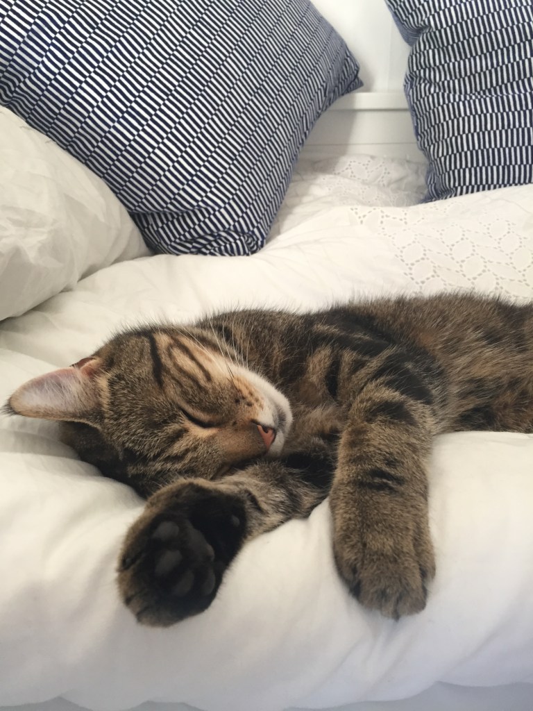 our beautiful cat Bear